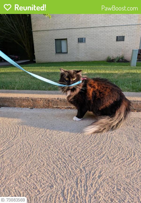 Reunited Female Cat last seen Ran from behind Canongate building, Pittsburgh, PA 15227