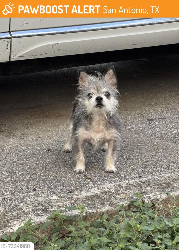 Found/Stray Male Dog last seen Austin Pointe apmts, San Antonio, TX 78213