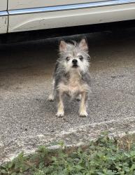 Found/Stray Male Dog last seen Austin Pointe apmts, San Antonio, TX 78213