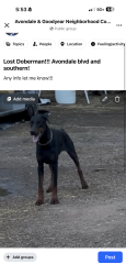 Reunited Male Dog last seen Near W Southern Ave Tolleson, AZ 85353 United States, Tolleson, AZ 85353