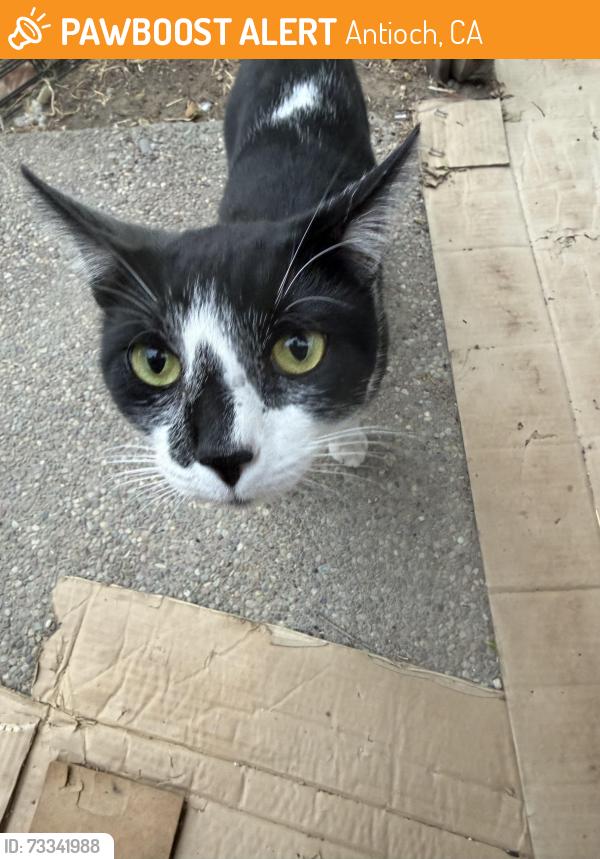 Found/Stray Male Cat last seen Hillcrest and Laurel, Antioch, CA 94531