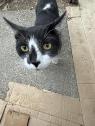 Found/Stray Male Cat last seen Hillcrest and Laurel, Antioch, CA 94531