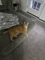 Reunited Female Cat last seen Cambridge Lane and Winchester Lane, Newtown, PA 18940