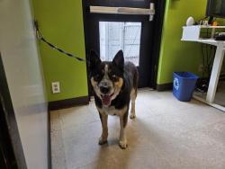 Shelter Stray Male Dog last seen Near BLOCK S KENT DES MOINES RD, KENT WA 98032, 21615 64th Ave S, Kent, WA 98032, USA