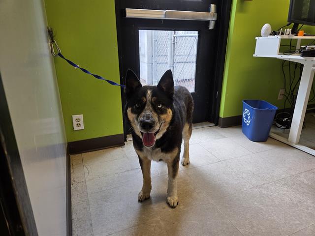 Shelter Stray Male Dog last seen Near BLOCK S KENT DES MOINES RD, KENT WA 98032, 21615 64th Ave S, Kent, WA 98032, USA