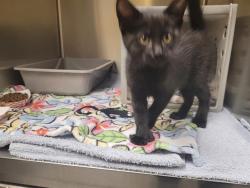 Shelter Stray Male Cat last seen Near BLOCK SE EASTGATE WAY, BELLEVUE WA 98005, 21615 64th Ave S, Kent, WA 98032, USA