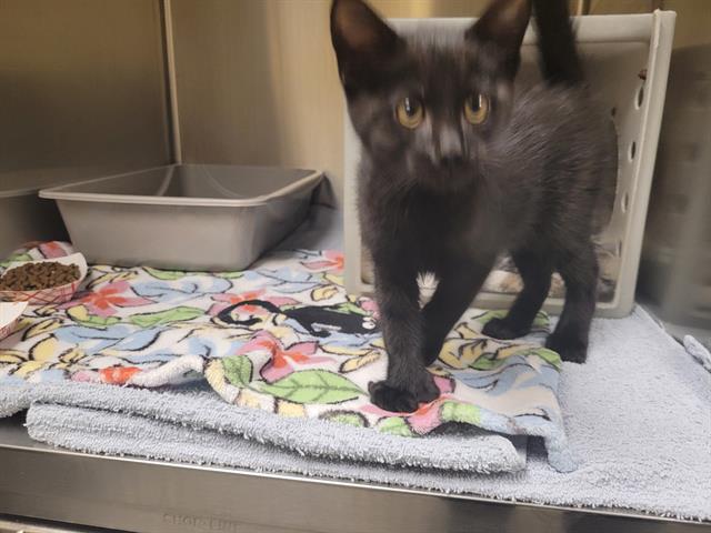 Shelter Stray Male Cat last seen Near BLOCK SE EASTGATE WAY, BELLEVUE WA 98005, 21615 64th Ave S, Kent, WA 98032, USA