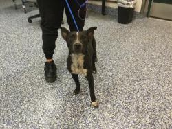 Shelter Stray Male Dog last seen Near BLOCK CHERRY COVE, PALM SPRINGS CA 92262, 72050 Pet Land Pl, Thousand Palms, CA 92276, USA