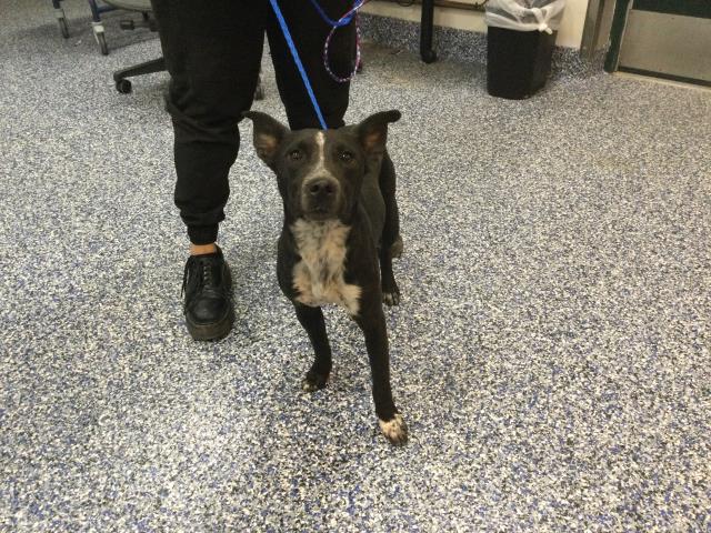 Shelter Stray Male Dog last seen Near BLOCK CHERRY COVE, PALM SPRINGS CA 92262, 72050 Pet Land Pl, Thousand Palms, CA 92276, USA