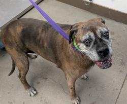 Shelter Stray Female Dog last seen , 4000 N Silverbell Rd, Tucson, AZ 85745, USA