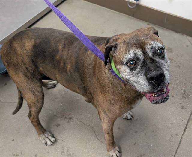 Shelter Stray Female Dog last seen , 4000 N Silverbell Rd, Tucson, AZ 85745, USA