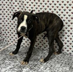 Shelter Stray Female Dog last seen , 5210 W Ave I, Lancaster, CA 93536, USA