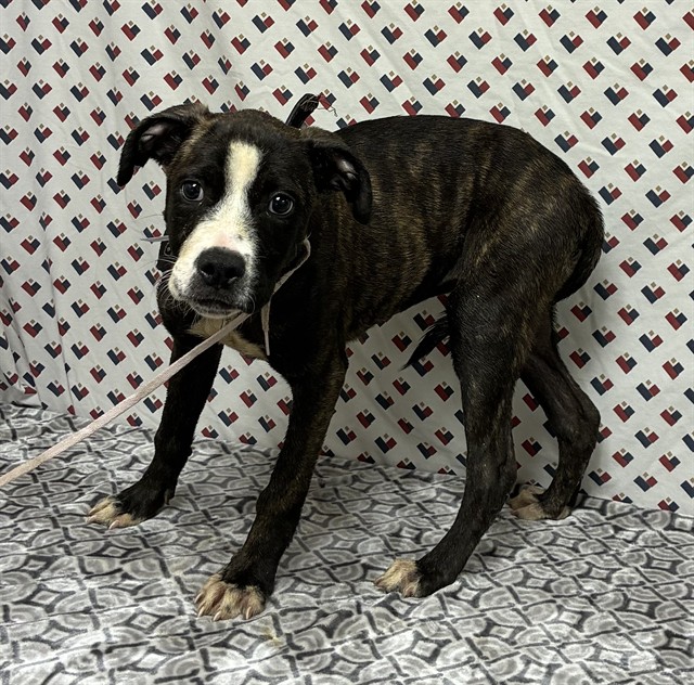 Shelter Stray Female Dog last seen , 5210 W Ave I, Lancaster, CA 93536, USA