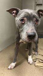 Shelter Stray Female Dog last seen S EMERALD OAK DR/W C ST, 95632, 3839 Bradshaw Rd, Sacramento, CA 95827, USA