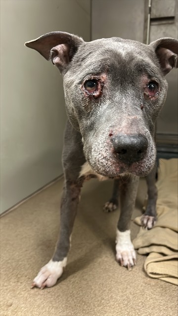 Shelter Stray Female Dog last seen S EMERALD OAK DR/W C ST, 95632, 3839 Bradshaw Rd, Sacramento, CA 95827, USA
