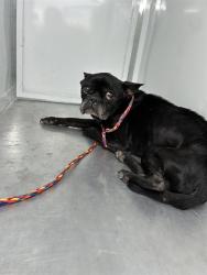 Shelter Stray Male Dog last seen S EMERALD OAK DR/W C ST, 95632, 3839 Bradshaw Rd, Sacramento, CA 95827, USA