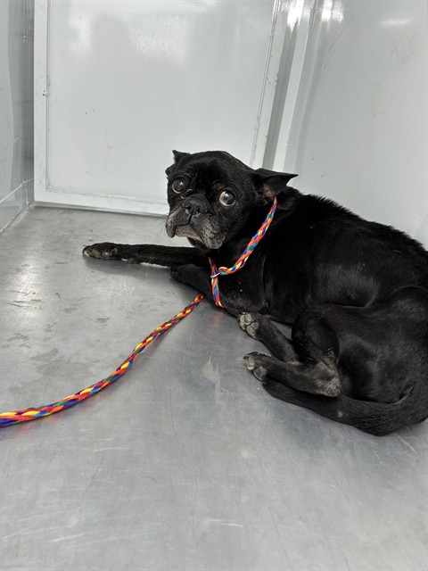 Shelter Stray Male Dog last seen S EMERALD OAK DR/W C ST, 95632, 3839 Bradshaw Rd, Sacramento, CA 95827, USA