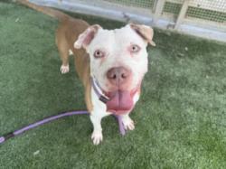 Shelter Stray Male Dog last seen , 1850 W 60th St, Los Angeles, CA 90047, USA