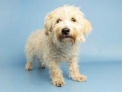 Shelter Stray Male Dog last seen 11TH AVE AND SOUTHERN, 5501 E Van Buren St, Phoenix, AZ 85008, USA