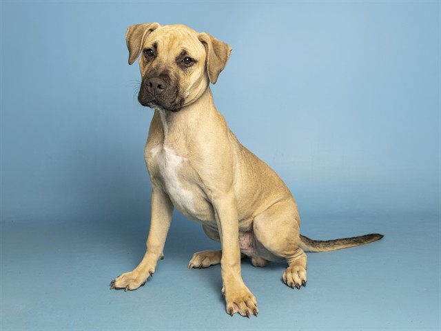 Shelter Stray Male Dog last seen ARIZONA AVE AND CHANDLER BLVD, 5501 E Van Buren St, Phoenix, AZ 85008, USA