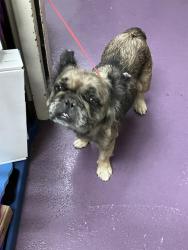 Shelter Stray Female Dog last seen Near BLOCK BLK N STUDEBAKER RD, LONG BEACH, CA 90808, 7700 E Spring St, Long Beach, CA 90815, USA