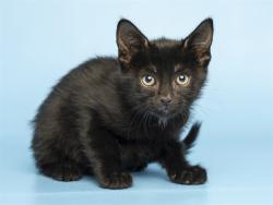 Shelter Stray Male Cat last seen , 5501 E Van Buren St, Phoenix, AZ 85008, USA