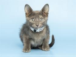 Shelter Stray Female Cat last seen , 5501 E Van Buren St, Phoenix, AZ 85008, USA