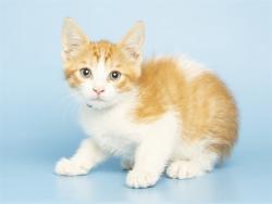 Shelter Stray Male Cat last seen , 5501 E Van Buren St, Phoenix, AZ 85008, USA