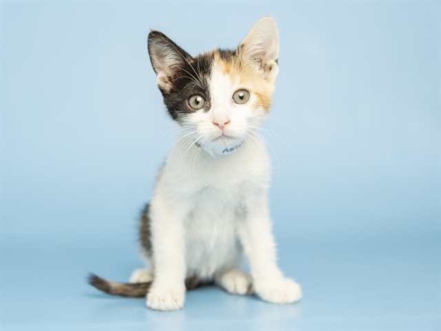 Shelter Stray Female Cat last seen , 5501 E Van Buren St, Phoenix, AZ 85008, USA