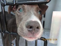 Shelter Stray Male Dog last seen 59TH AVE AND TBIRD, 5501 E Van Buren St, Phoenix, AZ 85008, USA