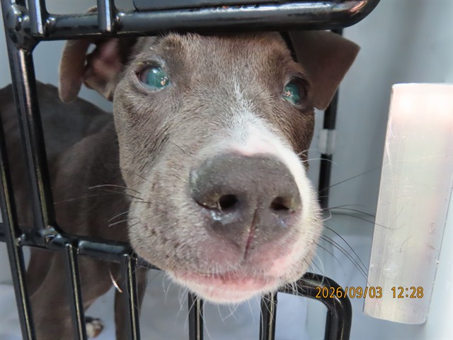 Shelter Stray Male Dog last seen 59TH AVE AND TBIRD, 5501 E Van Buren St, Phoenix, AZ 85008, USA
