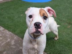 Shelter Stray Male Dog last seen , 957 N Gaffey St, San Pedro, CA 90731, USA