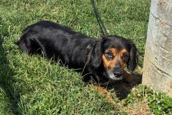 Shelter Stray Female Dog last seen Near BLOCK PALATKA ROAD, 3528 Newburg Rd, Louisville, KY 40218, USA