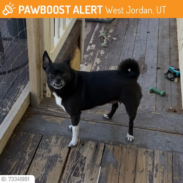 Found/Stray Female Dog last seen Cougar Lane (4800 West) and Saguaro, West Jordan, UT 84081
