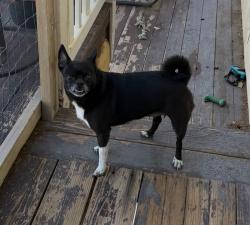 Found/Stray Female Dog last seen Cougar Lane (4800 West) and Saguaro, West Jordan, UT 84081