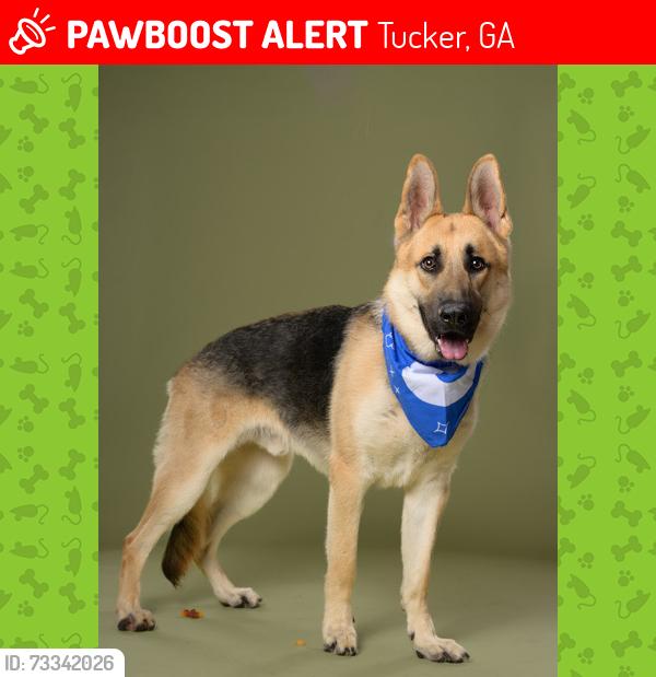 Lost Male Dog last seen Mountain industrial blvd, Tucker, GA 30084