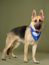 Lost Male Dog last seen Mountain industrial blvd, Tucker, GA 30084