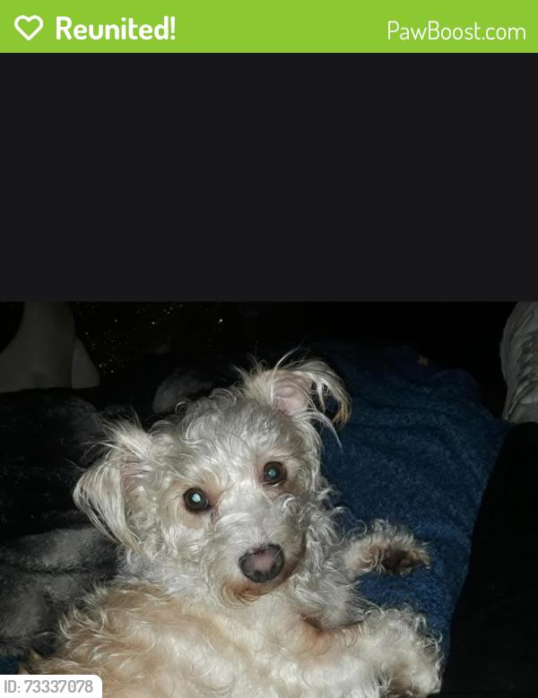 Reunited Female Dog last seen Eicher Ave and Conant Ave near Walmart, Modesto, CA 95350