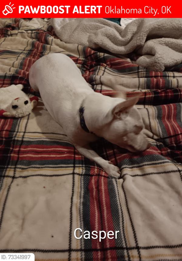 Lost Male Dog last seen SW 84th and S May Ave, Oklahoma City, OK 73159