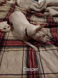 Lost Male Dog last seen SW 84th and S May Ave, Oklahoma City, OK 73159