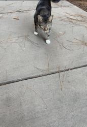 Found/Stray Unknown Cat last seen Riverwalk cndmniums near Rio Seco Middle school, Santee, CA 92071