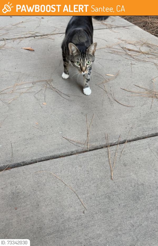 Found/Stray Unknown Cat last seen Riverwalk cndmniums near Rio Seco Middle school, Santee, CA 92071