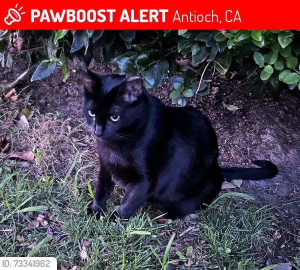 Lost Female Cat last seen Lake Alhambra, Antioch, CA 94509