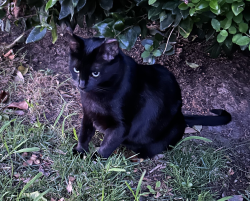Lost Female Cat last seen Lake Alhambra, Antioch, CA 94509