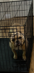 Found/Stray Female Dog last seen Varsity drive, Walnut, CA 91789