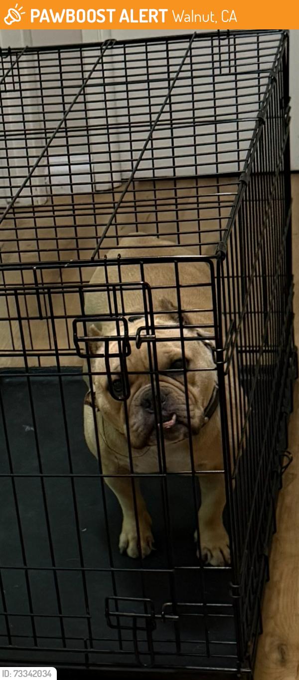 Found/Stray Female Dog last seen Varsity drive, Walnut, CA 91789