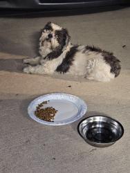 Found/Stray Unknown Dog last seen Greenridge, Burleson, TX 76028