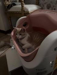 Lost Female Cat last seen Archibald and arrow, Rancho Cucamonga, CA 91730