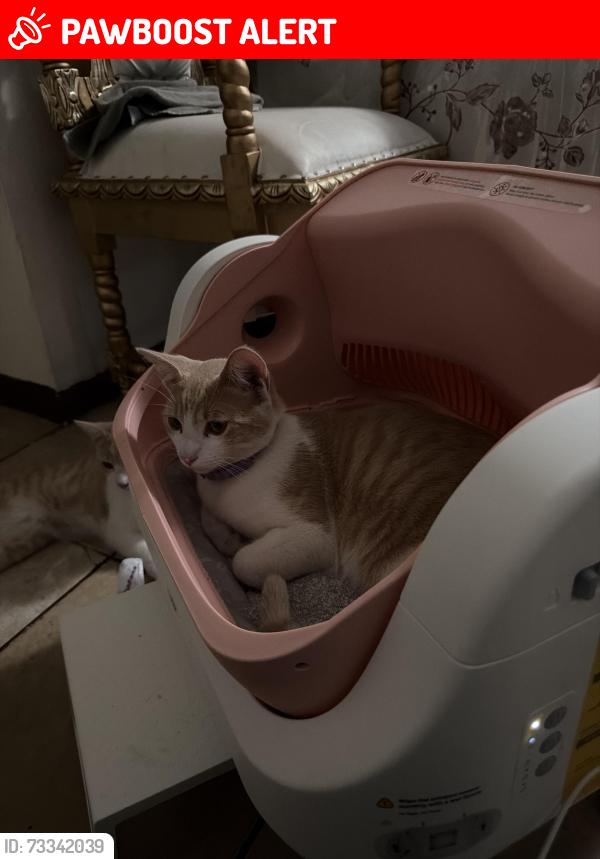 Lost Female Cat last seen Archibald and arrow, Rancho Cucamonga, CA 91730