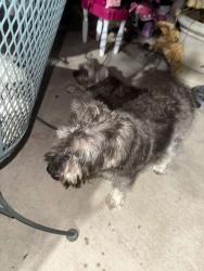 Reunited Male Dog last seen Catskill, Mesquite, TX 75149